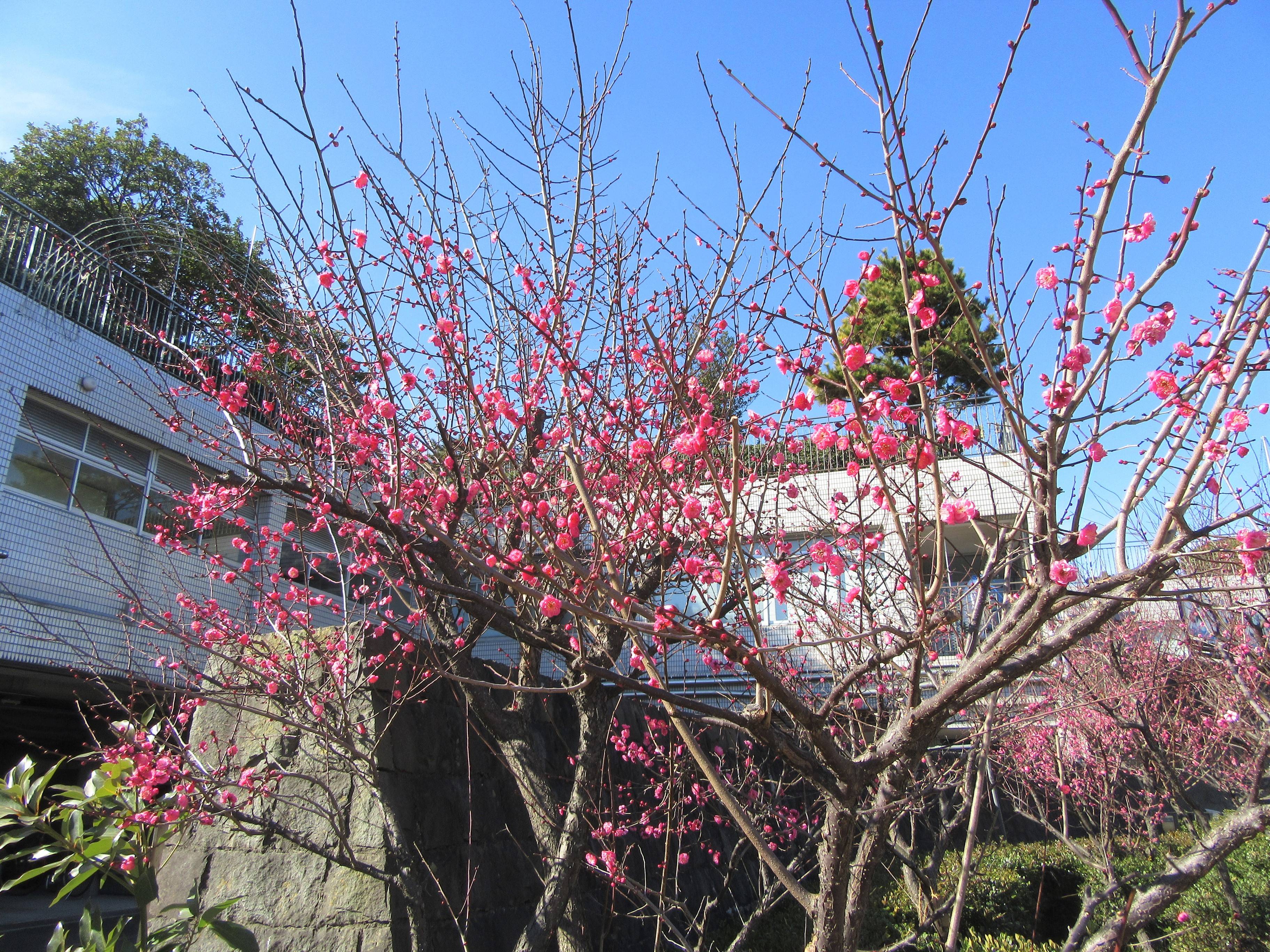 梅が咲き始めました!の写真