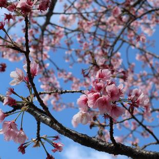海の公園の桜をお楽しみに!