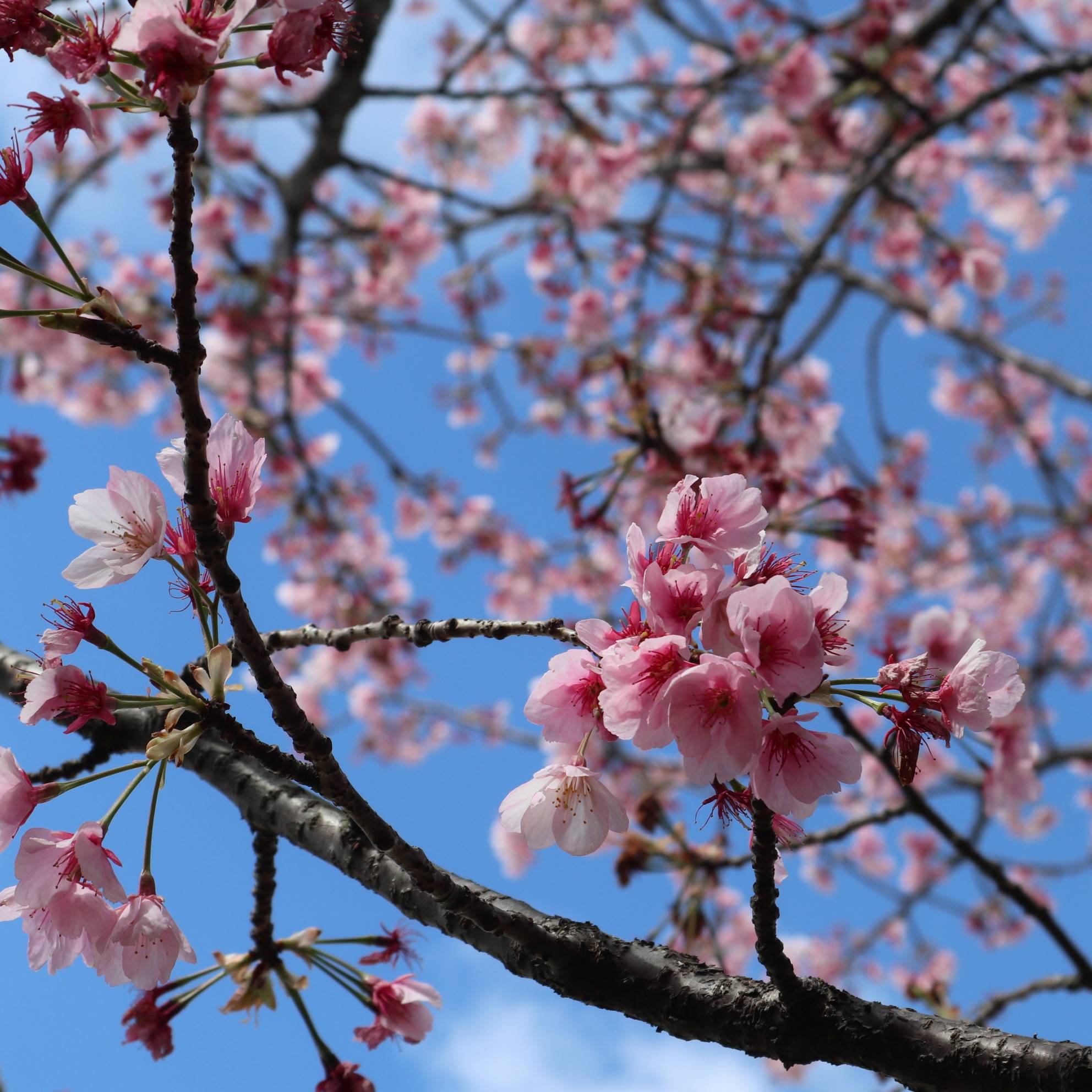 海の公園の桜をお楽しみに!の写真