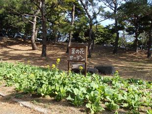 菜の花ガーデン