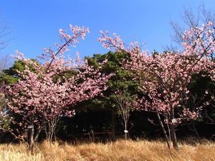 河津桜が満開です！