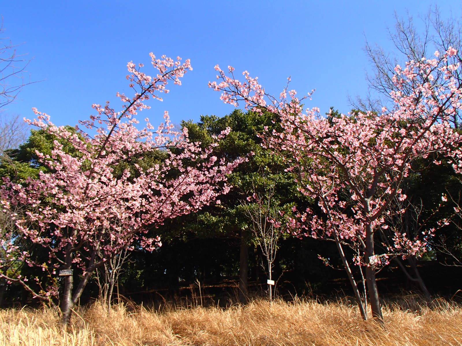 河津桜が満開です!の写真