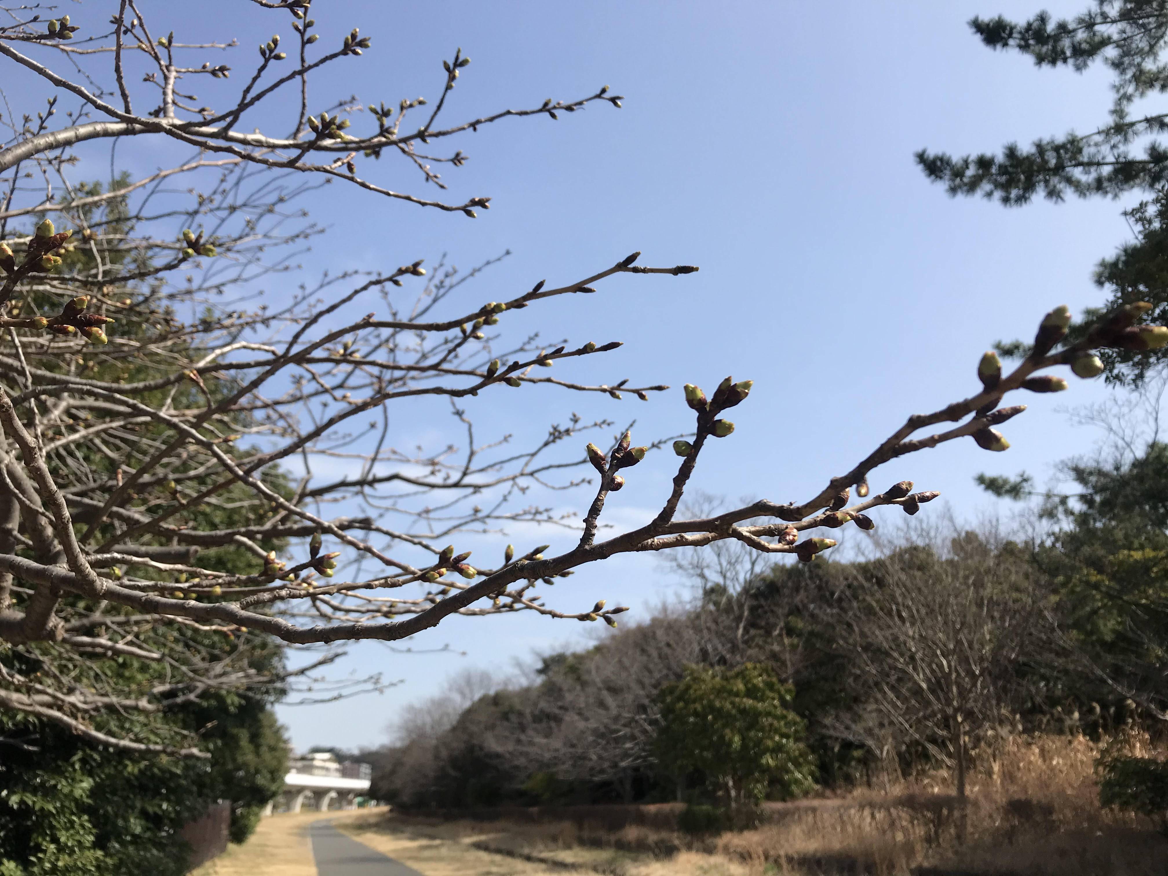 海の公園桜開花情報【3月11日号】の写真