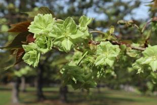 海の公園桜開花情報【3月30日号】