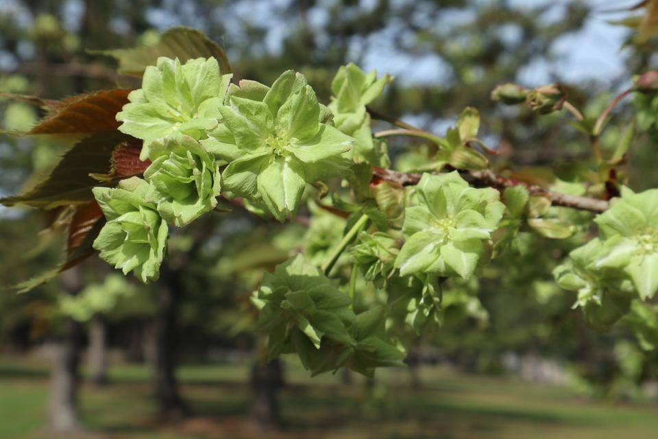 海の公園桜開花情報【3月30日号】の写真
