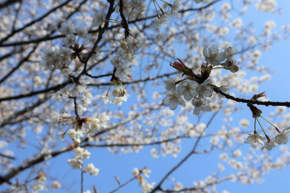 海の公園桜開花情報【3月17日号】の写真