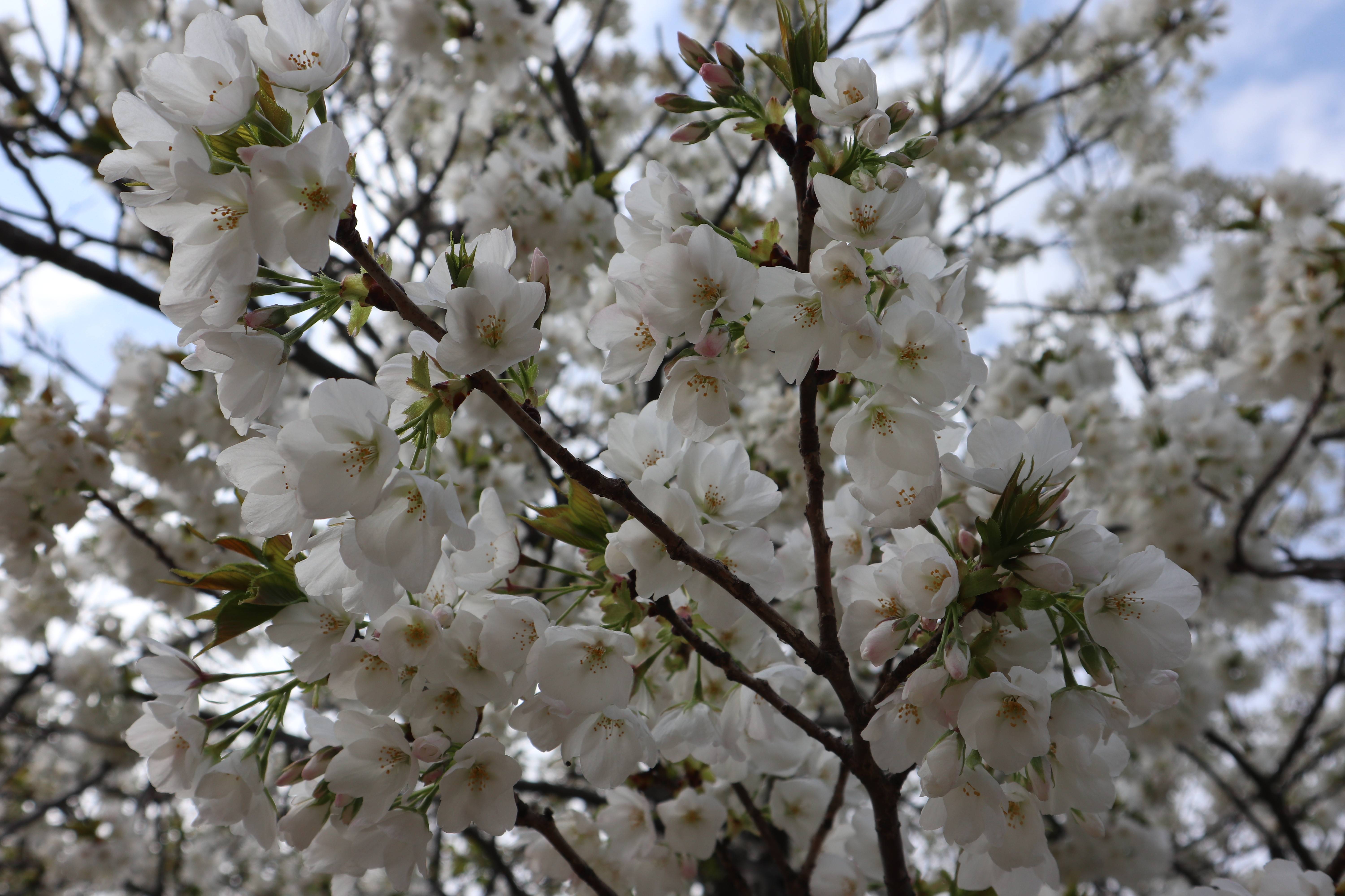 海の公園桜開花情報【3月22日号】の写真