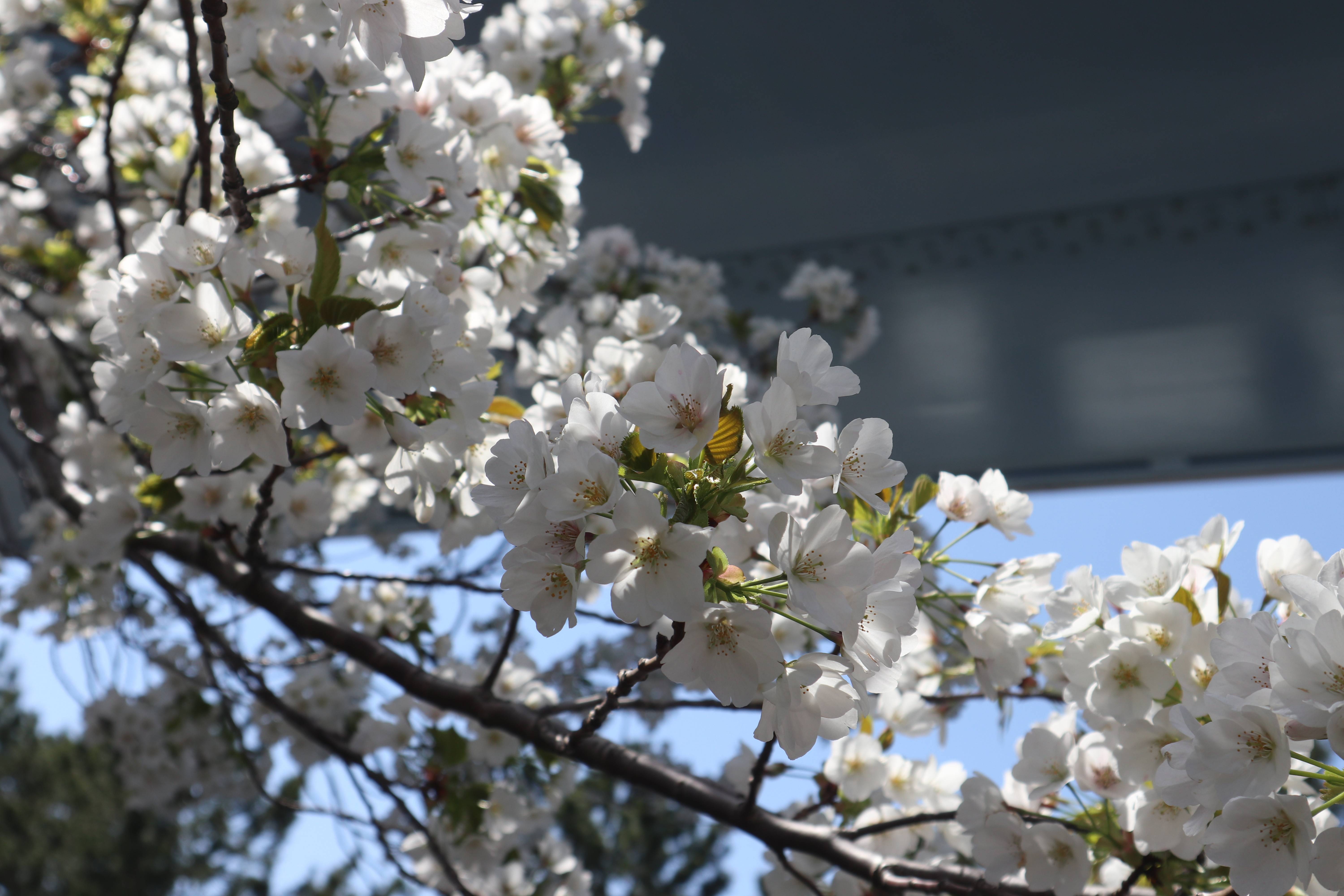 海の公園桜開花情報【3月24日号】の写真