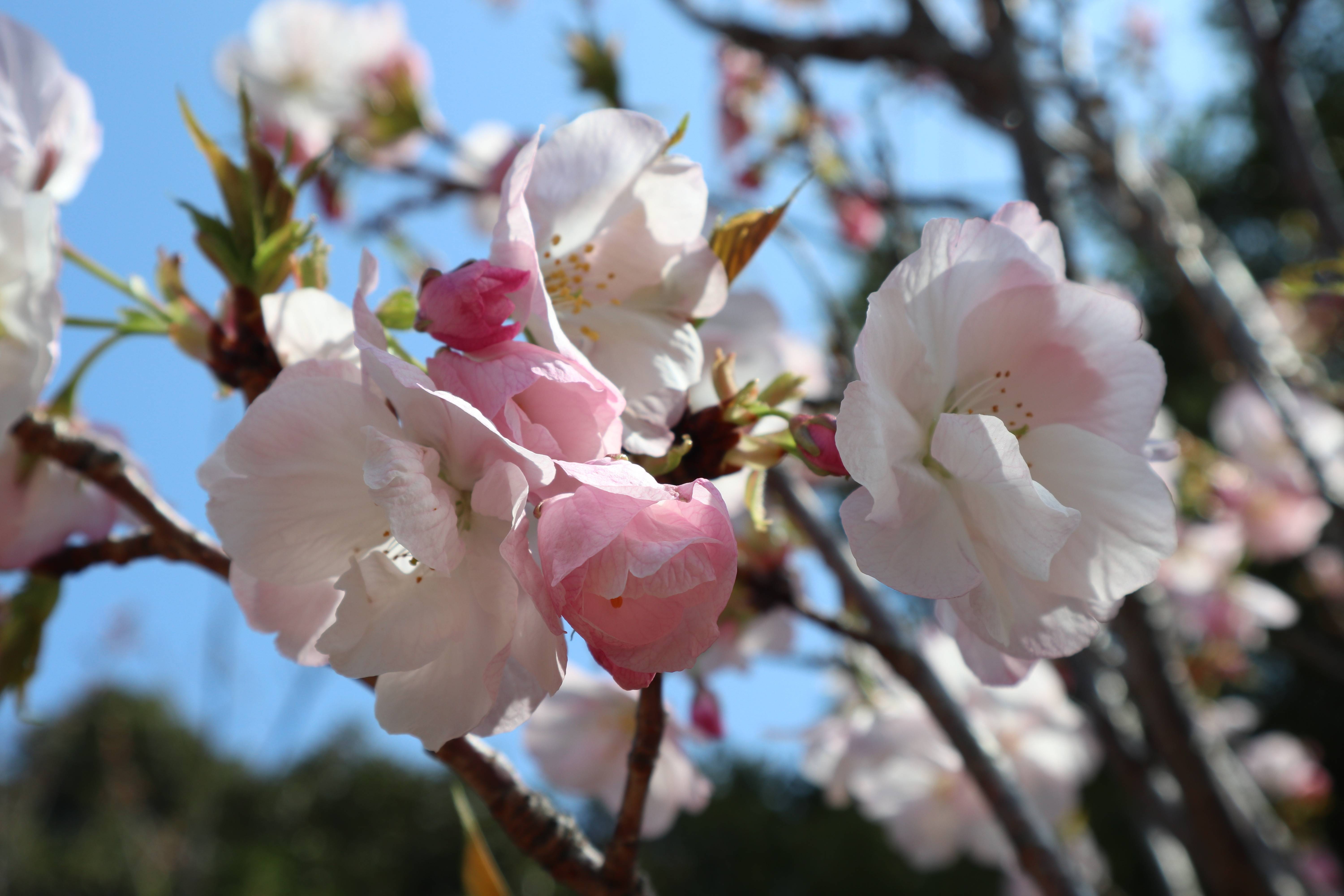 海の公園桜開花情報【3月26日号】の写真
