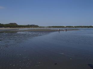 海の公園「貝」情報