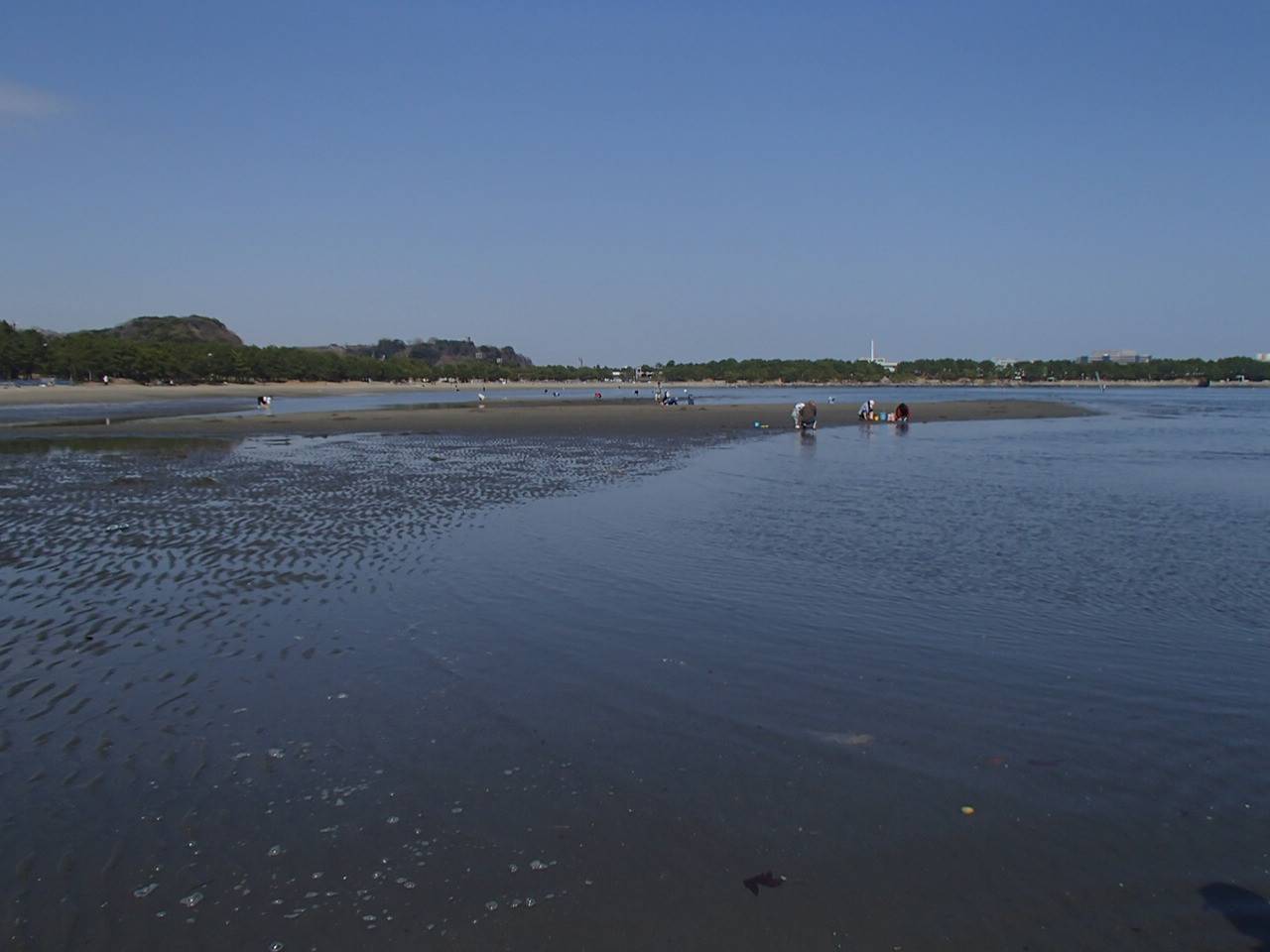 海の公園「貝」情報の写真
