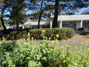 菜の花＆水仙がきれいに咲いています！