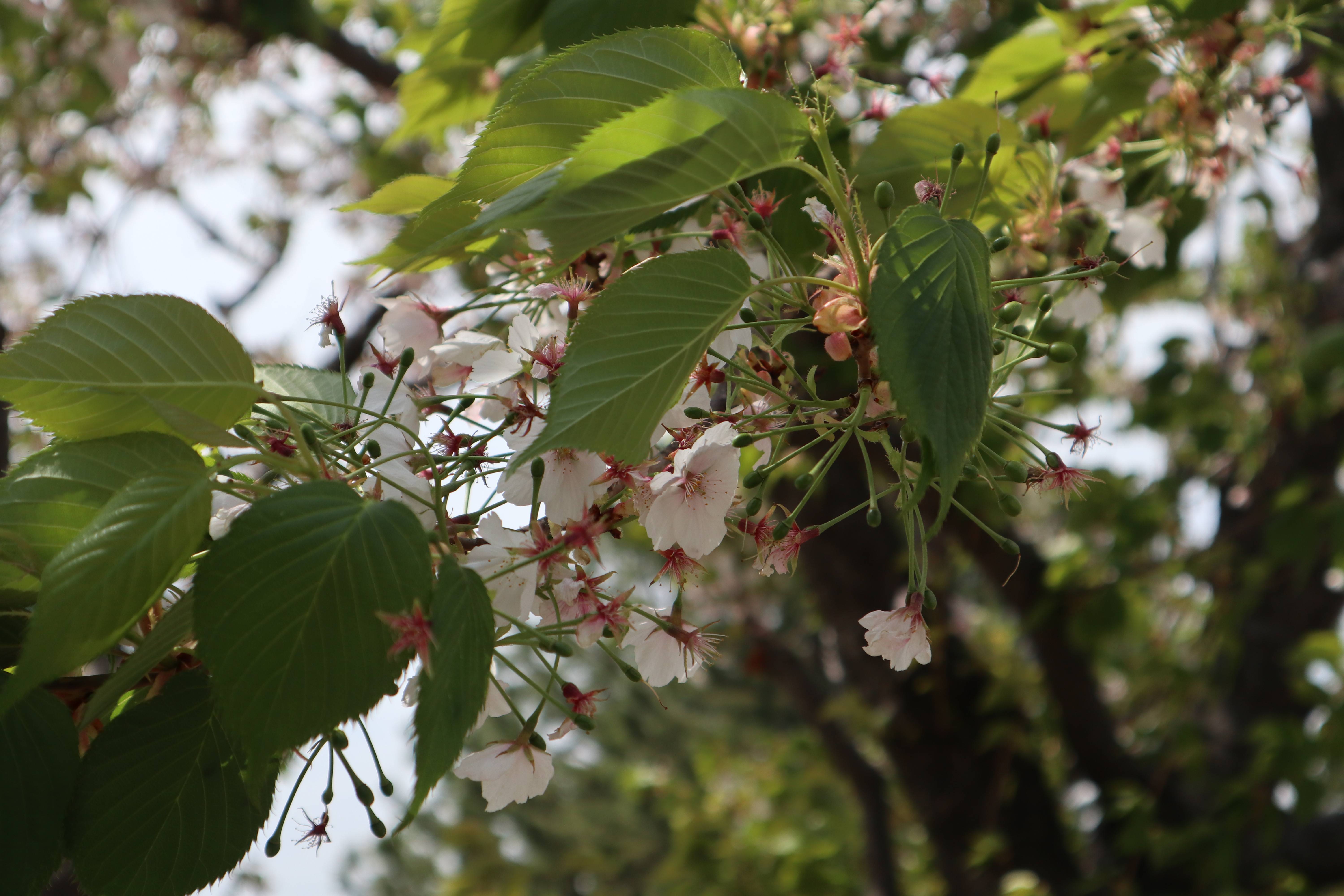 海の公園桜開花情報【4月2日号】の写真