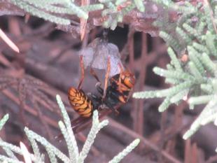 アシナガバチを見つけたら