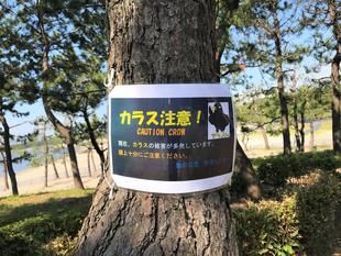 カラスに注意！