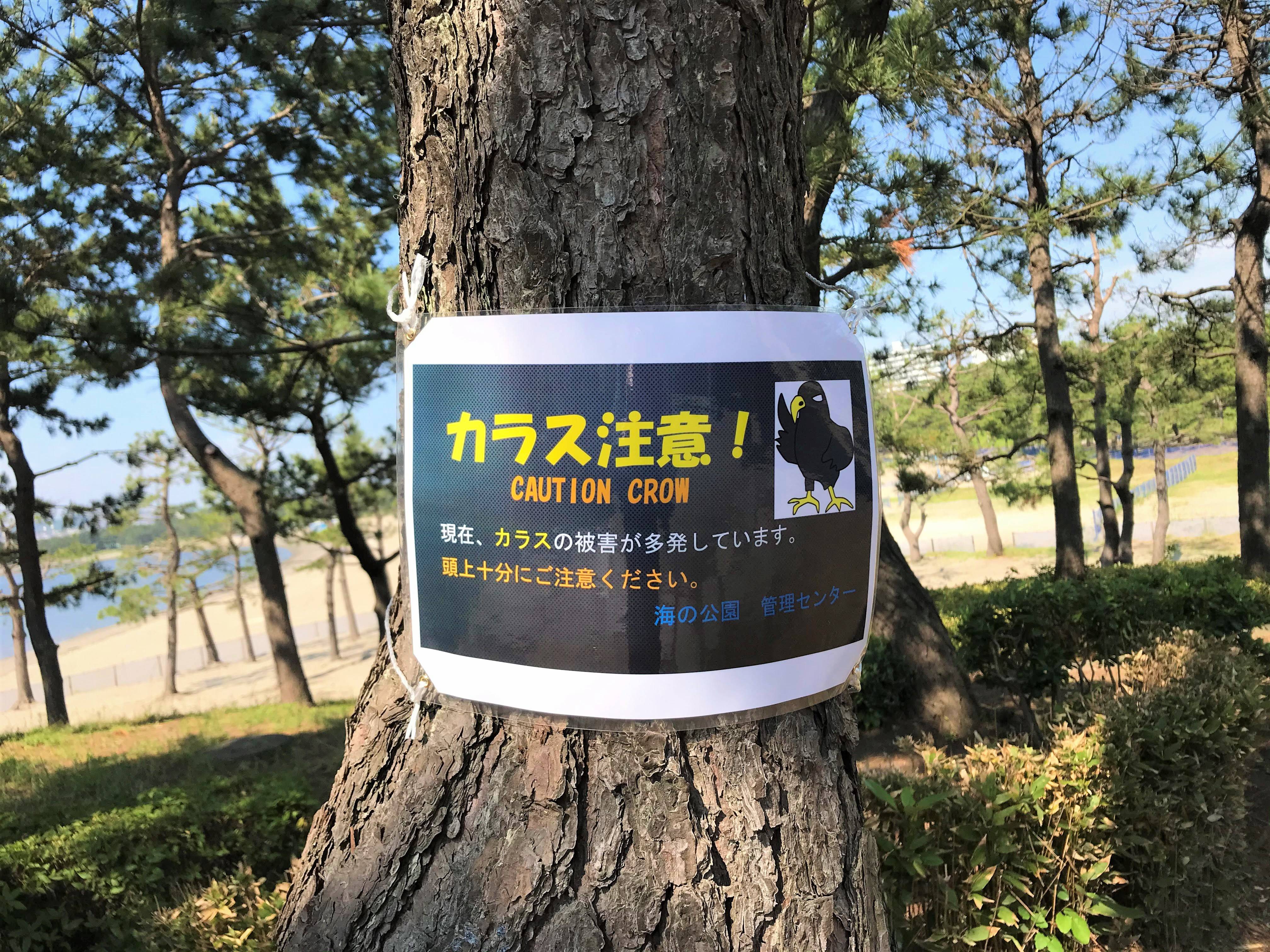 カラスに注意!の写真
