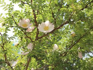 バラが咲きはじめました