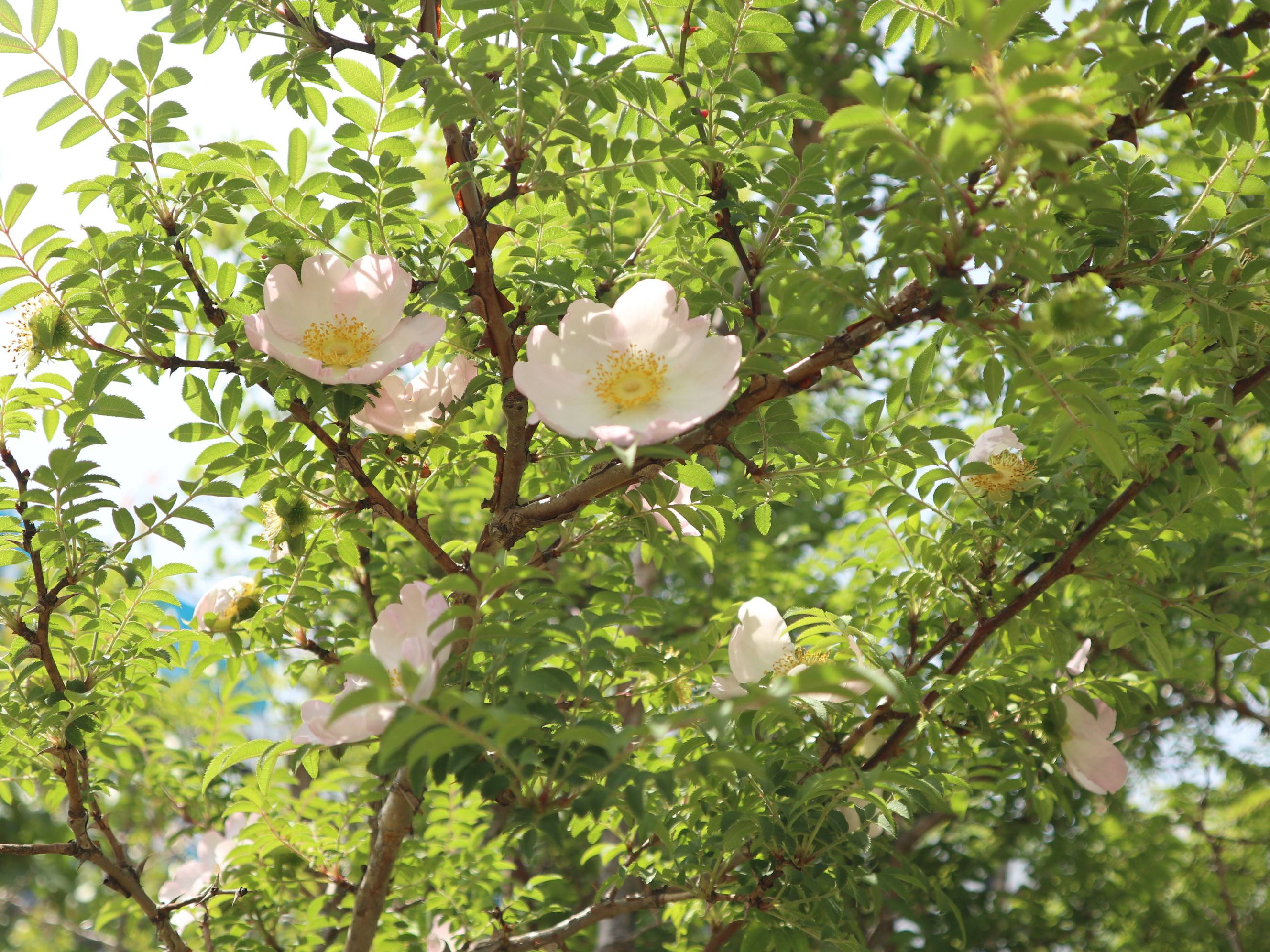バラが咲きはじめましたの写真