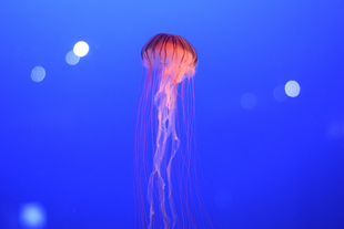 赤クラゲに気をつけて！