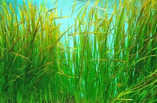 海の環境を考えよう（第５回）海の公園のアマモ