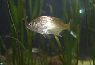 海の環境を考えよう（第3回）海の公園で見られる魚たち