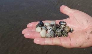 海の環境を考えよう（第４回）海の公園と潮干狩