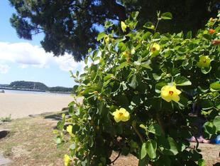 ハマボウとハマゴウ