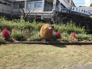 真っ赤なコキア！