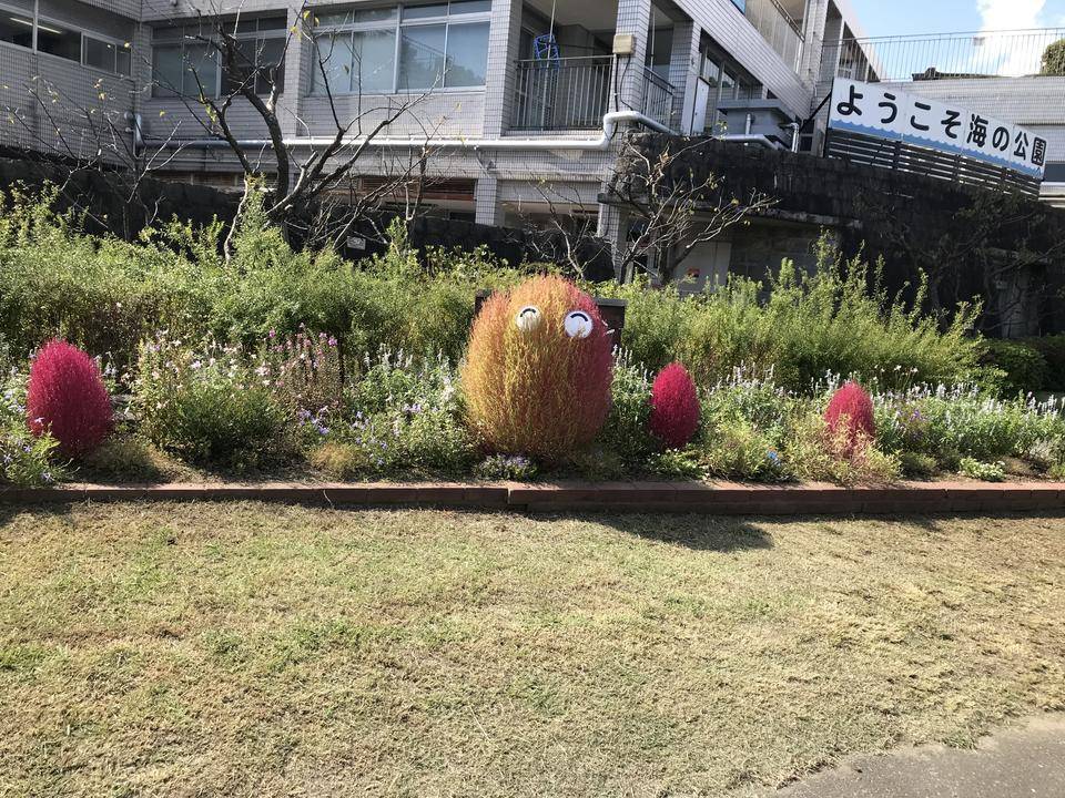 真っ赤なコキア!の写真