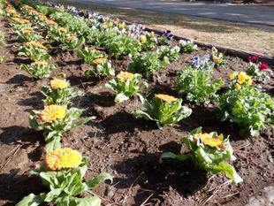 第8回ボランティアDAYを実施しました