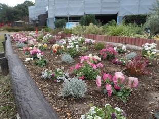 花壇が華やかになりました
