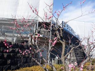 梅の花が咲いています！