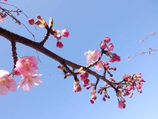 河津桜が咲き始めました