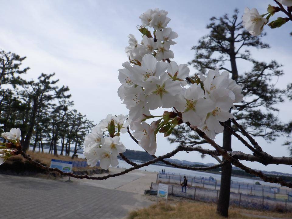 【サクラ開花情報】2022年3月31日の写真