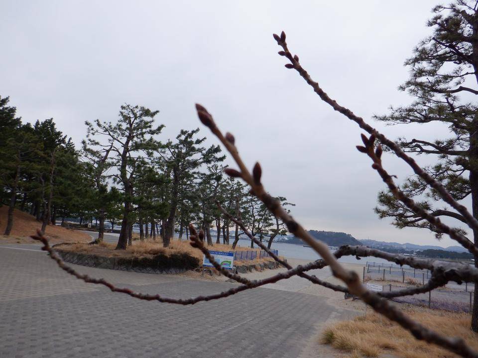 【サクラ開花情報】2022年3月8日の写真