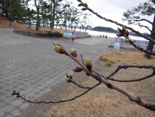 【サクラ開花情報】2022年3月19日