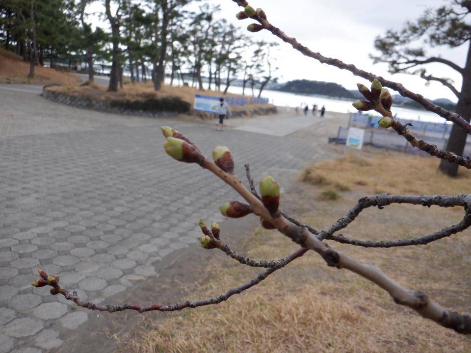 【サクラ開花情報】2022年3月19日の写真