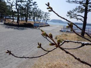 【サクラ開花情報】2022年3月24日