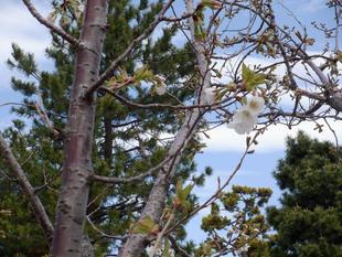 【サクラ開花情報】2022年3月27日