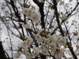 【サクラ開花情報】2022年3月28日