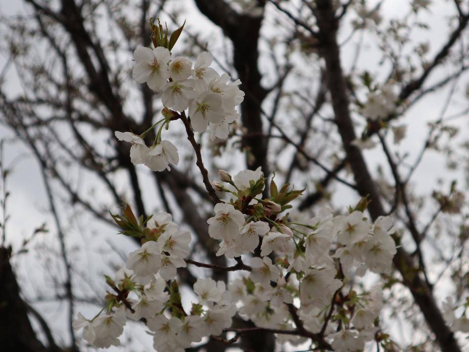 【サクラ開花情報】2022年3月28日の写真