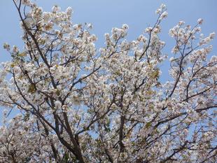 【サクラ開花情報】2022年4月7日