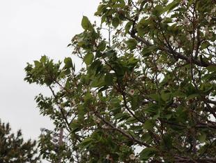 【サクラ開花情報】2022年4月14日