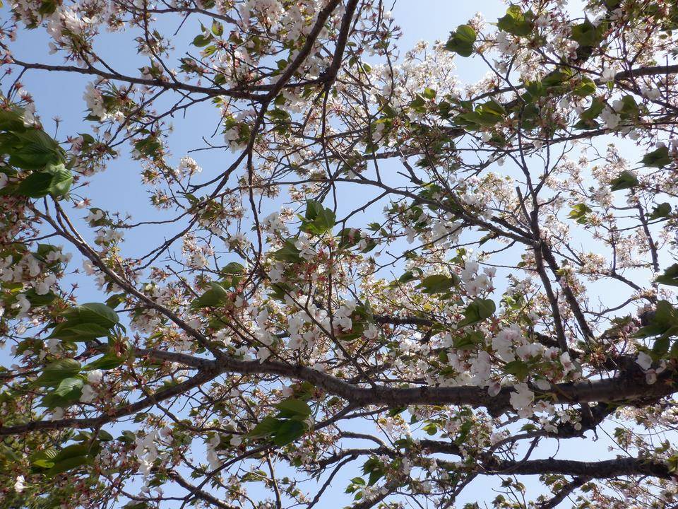 【サクラ開花情報】2022年4月9日の写真
