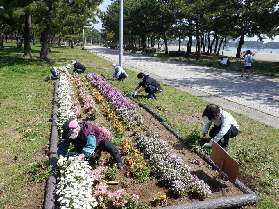 海の公園ボランティアDAYを実施しましたの写真