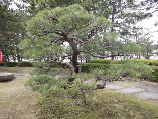 ふれあいセンター前の松を剪定しました。