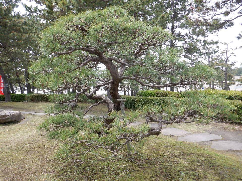 ふれあいセンター前の松を剪定しました。の写真