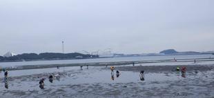 2022海の公園「貝」情報