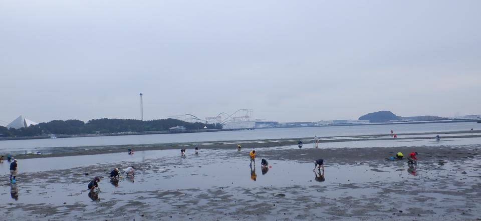 2022海の公園「貝」情報の写真