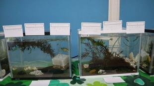 第14期海の環境を考える親子講座「第2回　魚の観察」を開催しました